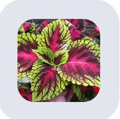 sugar defender supplement