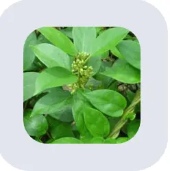 sugar defender official website